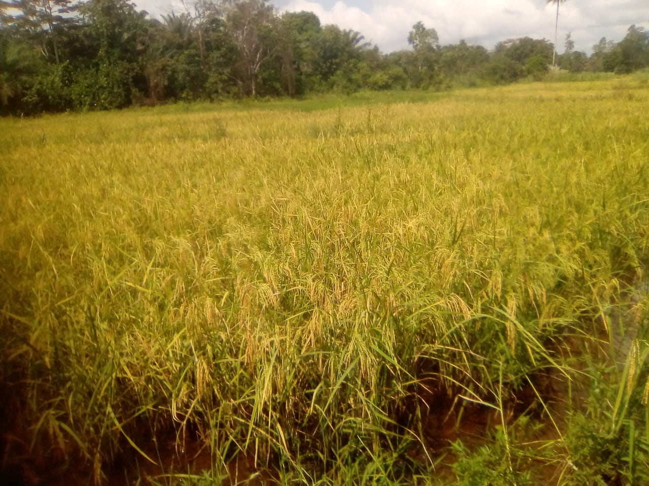 Supporting a Deforestation-Free Smallholder Rice Farming in Liberia
