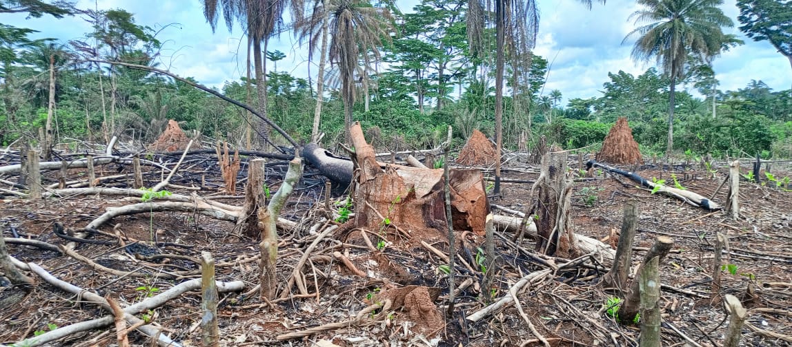 Supporting Deforestation-Free Smallholder Faming