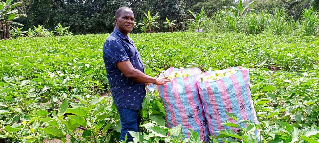 Transforming Horticulture for Smallholder Prosperity in Liberia